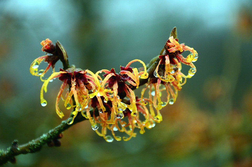 Bloom blossom branch