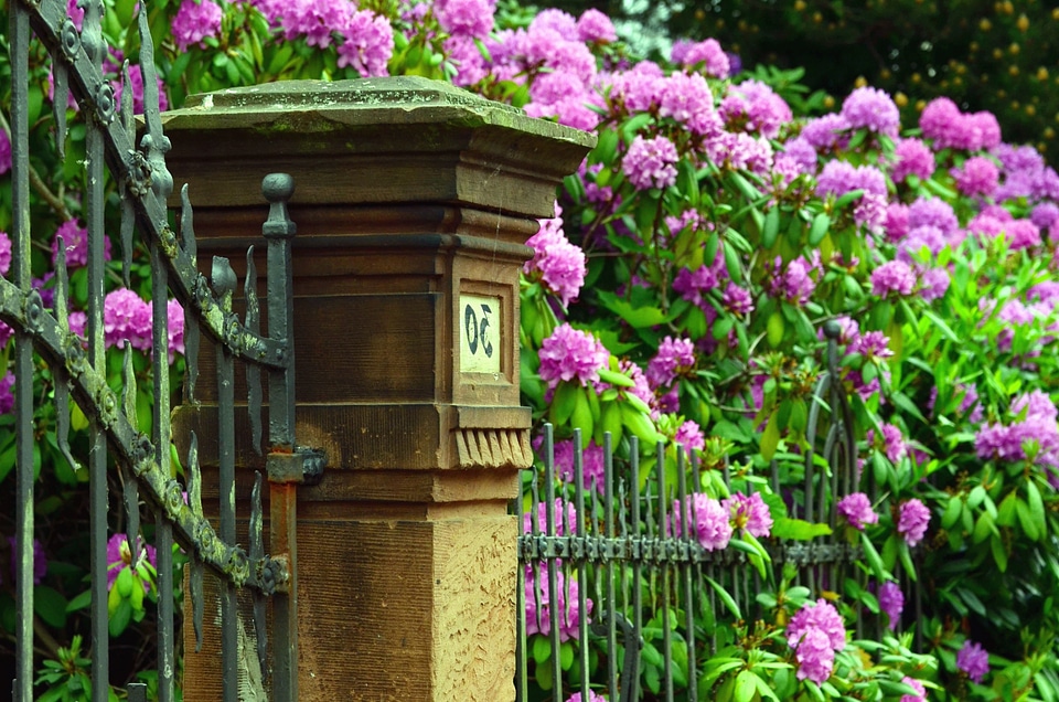 Fence flower garden garden