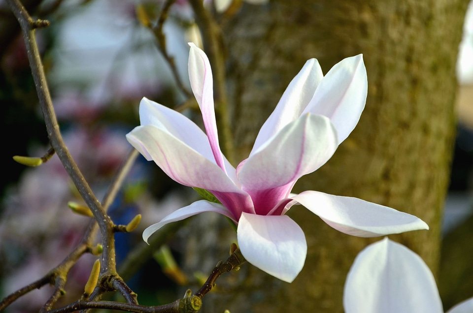 Beautiful Photo branch flower