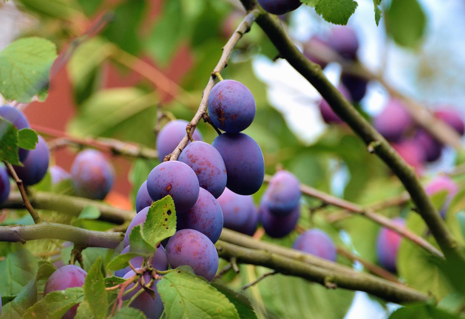 Beautiful Photo branch fruit