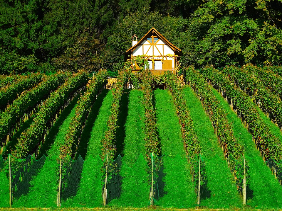 Winemaker nature care