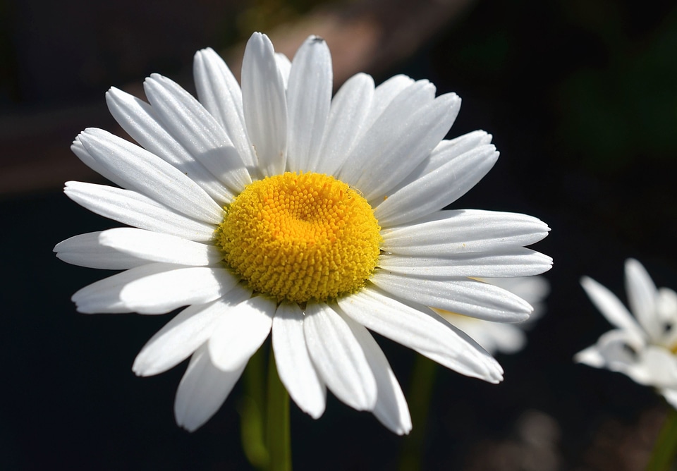Beautiful Flowers beautiful photo blossom