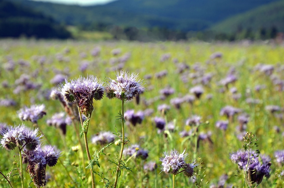 Field flower meadow