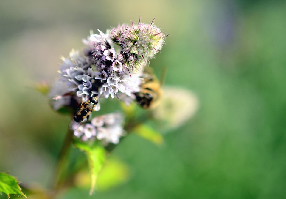 Flower honey insect