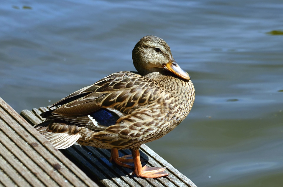 Animal aquatic bird beak