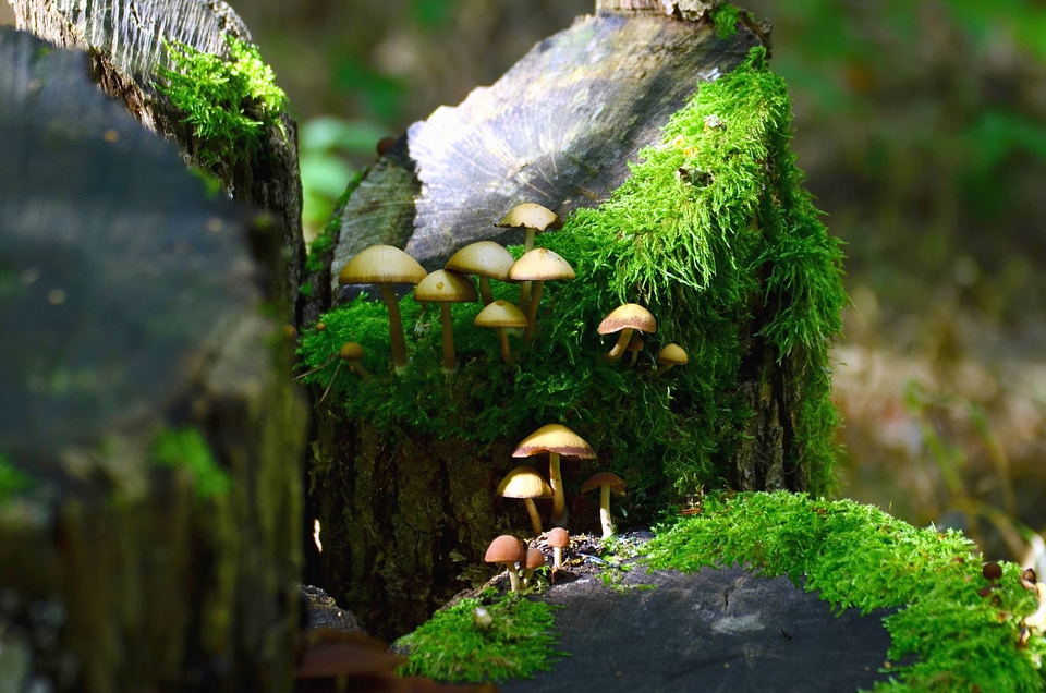 Forest moss mushroom