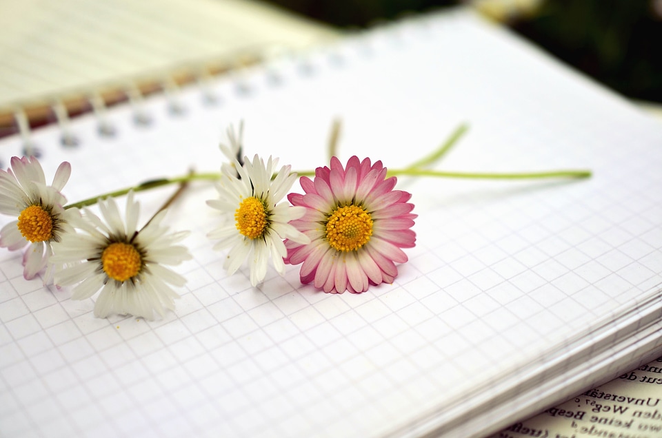 Beautiful Photo daisy flower