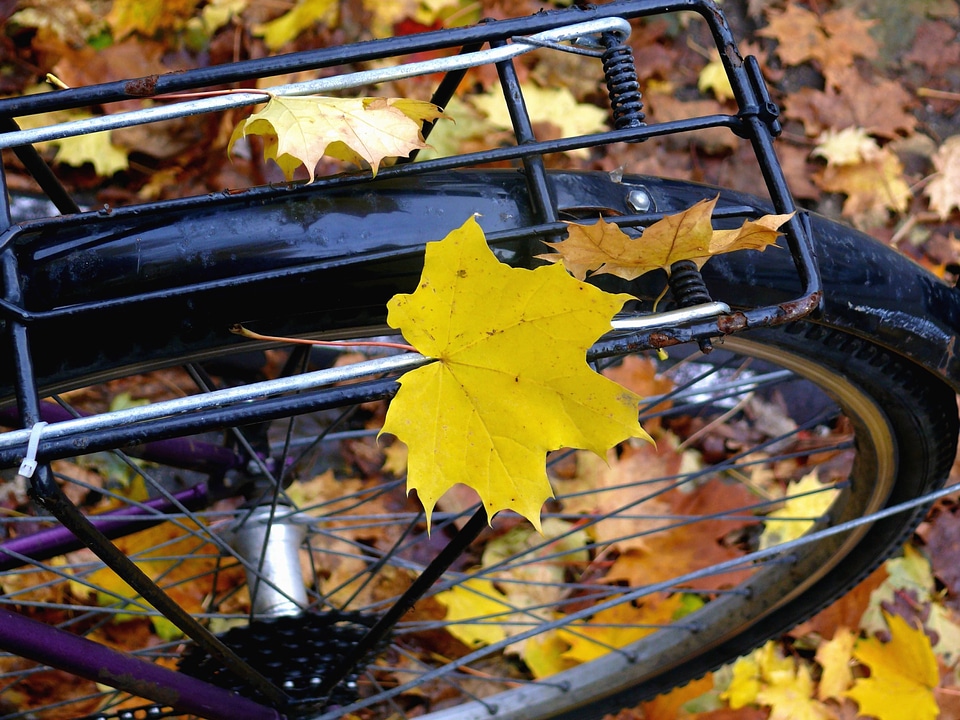 Autumn autumn season beautiful photo