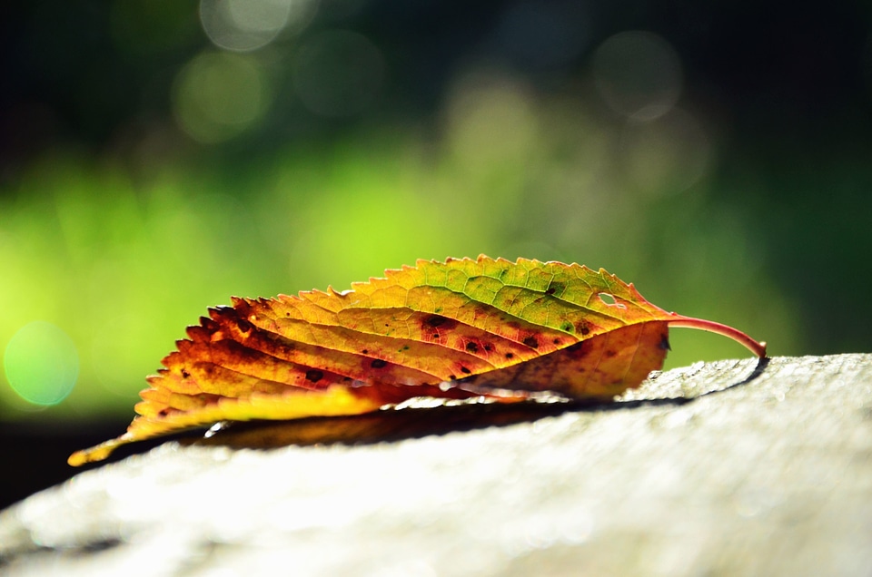 Autumn autumn season leaf