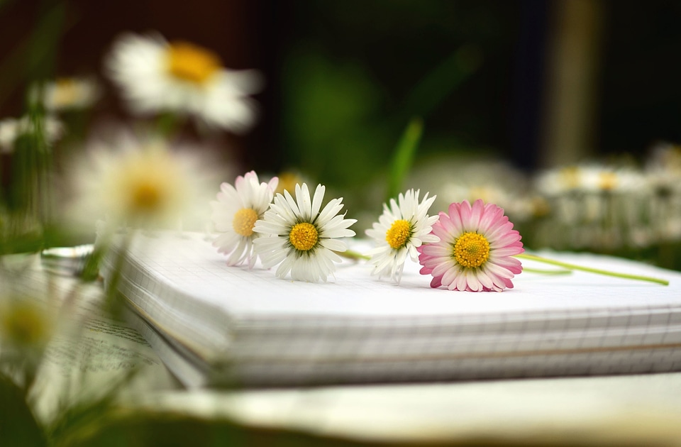 Daisy flower paper