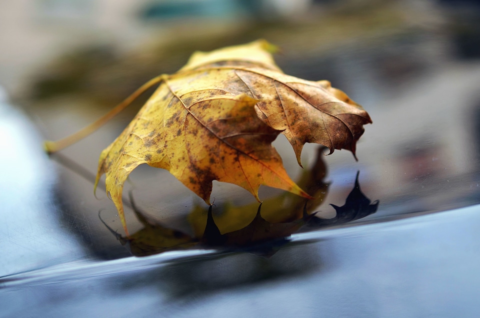Autumn autumn season leaf