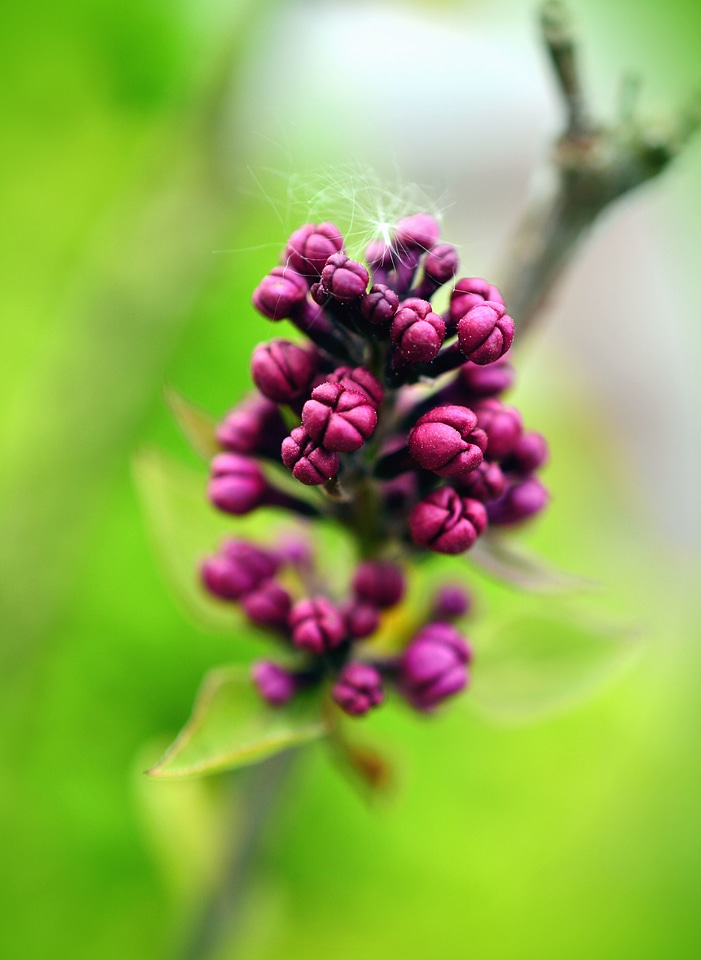 Bud flower flowering