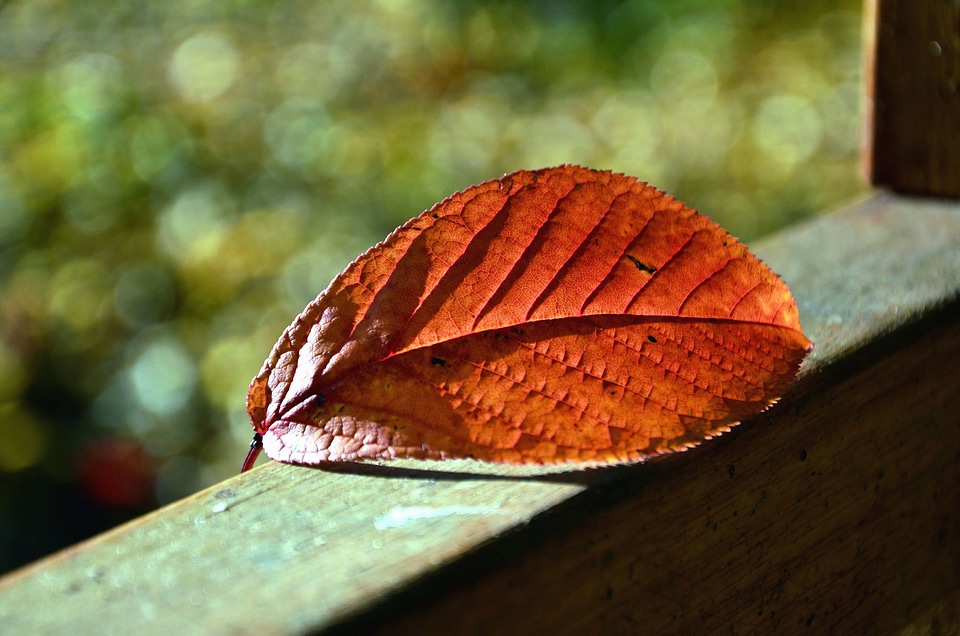 Autumn autumn season leaf