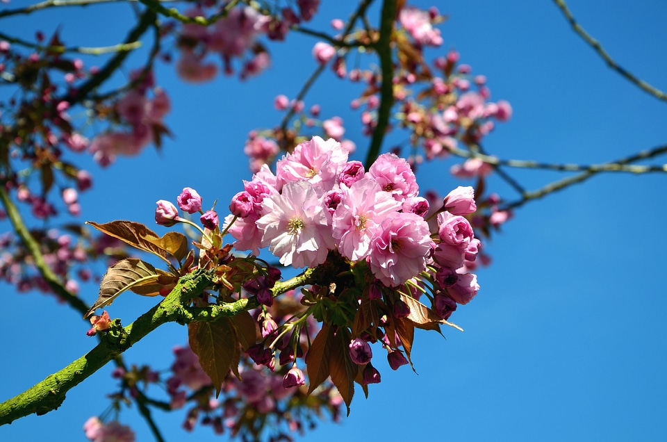Flower flowering fruit