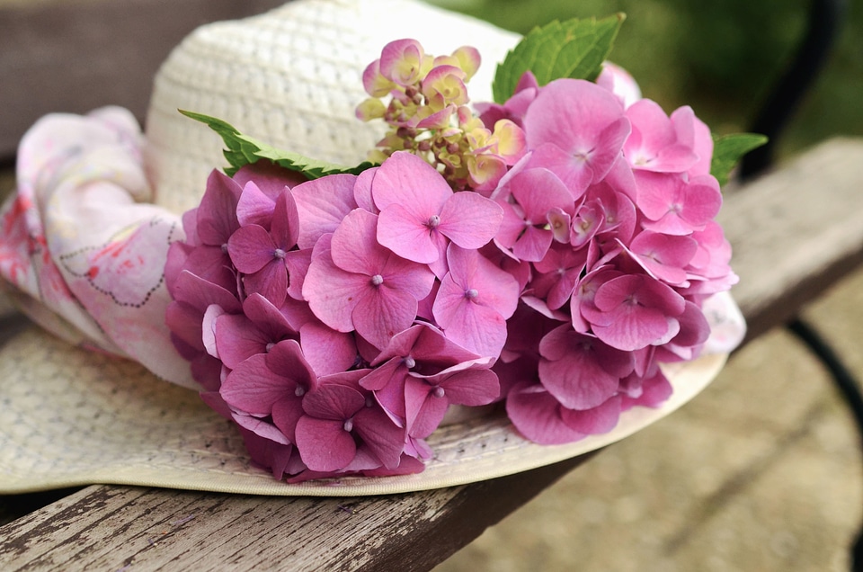 Decoration flower geranium