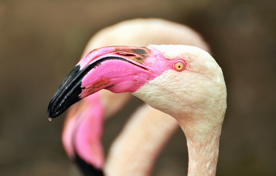 Animal animals beak