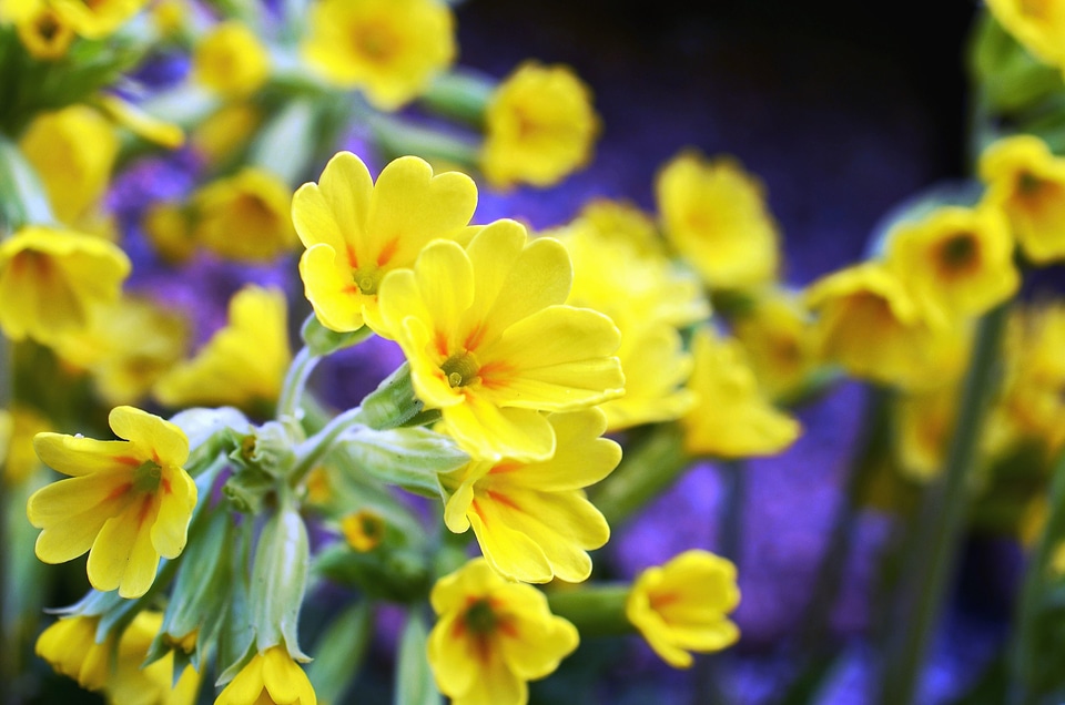 Blossom flower haulm