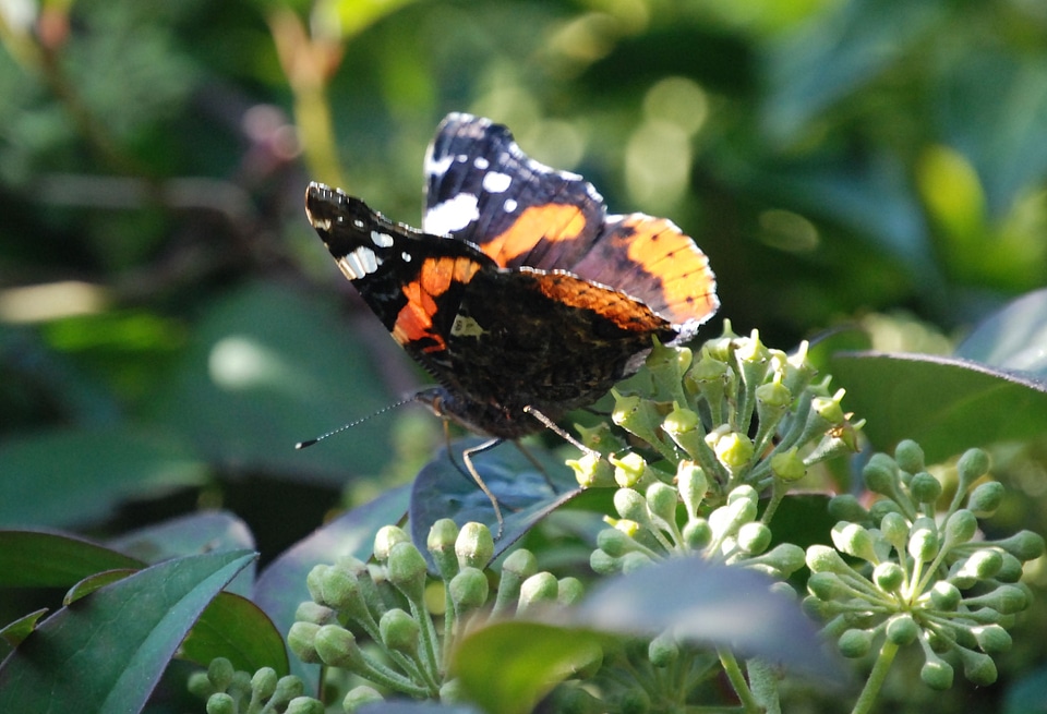 Butterfly insect wing