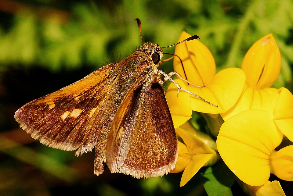 Insect entomology arthropod