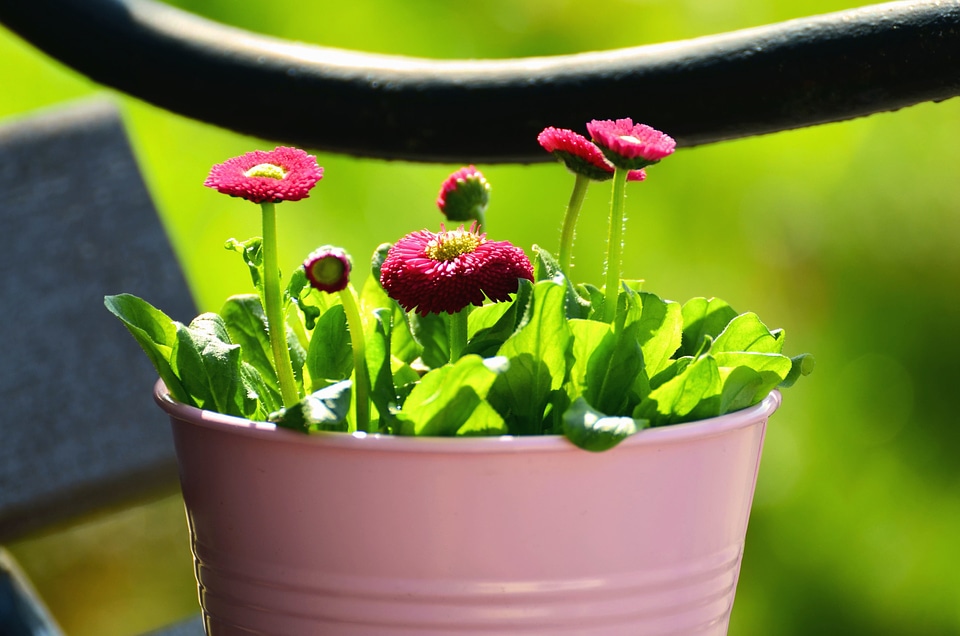 Bench bloom flower