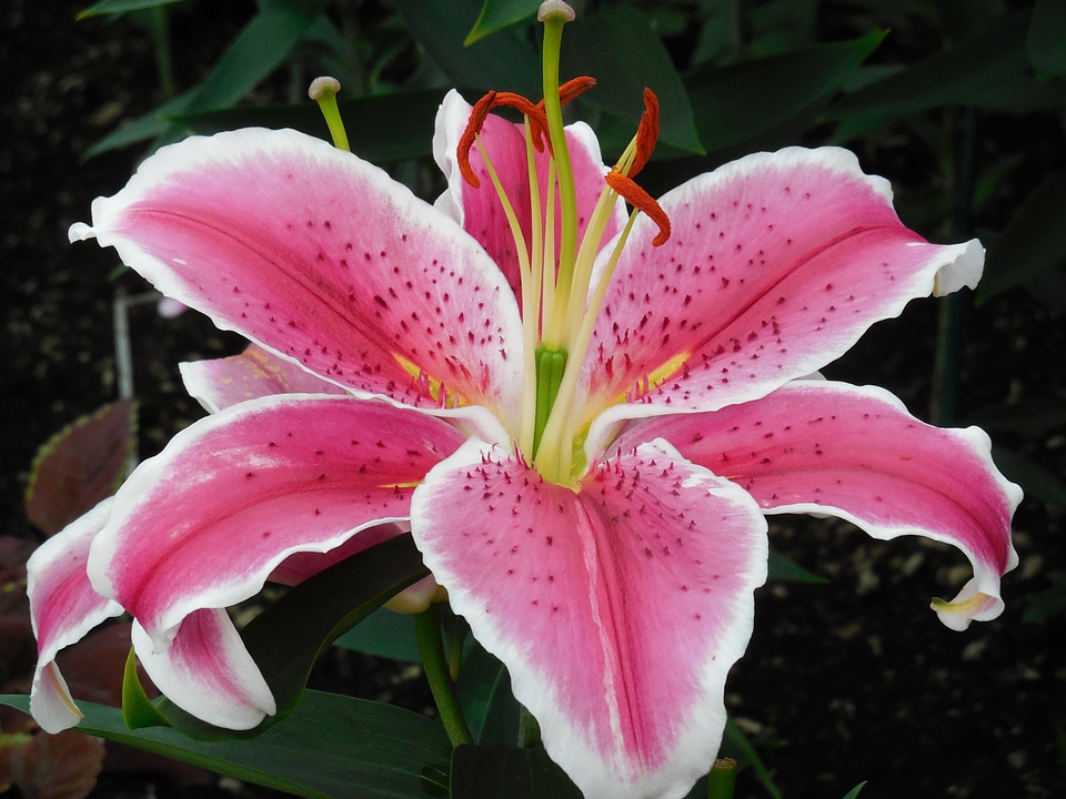 Bloom blossom garden flower