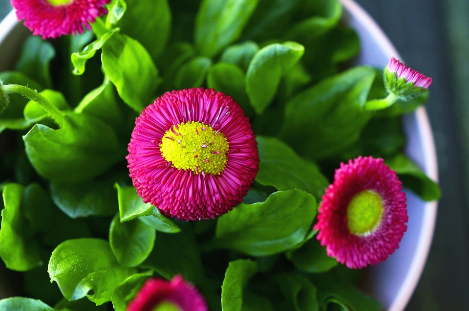 Beautiful beautiful flowers beautiful photo