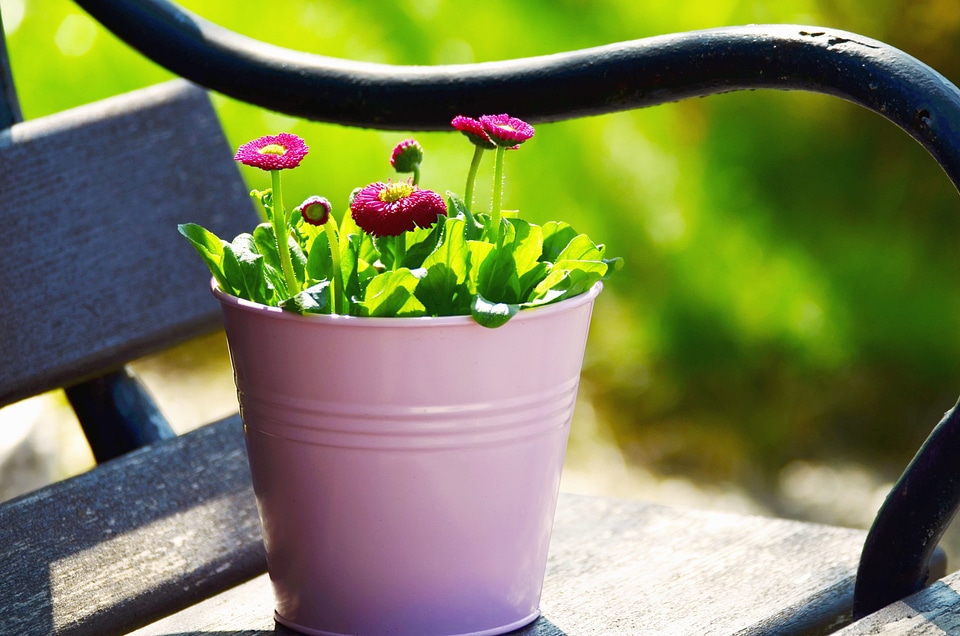 Beautiful Photo bench bloom