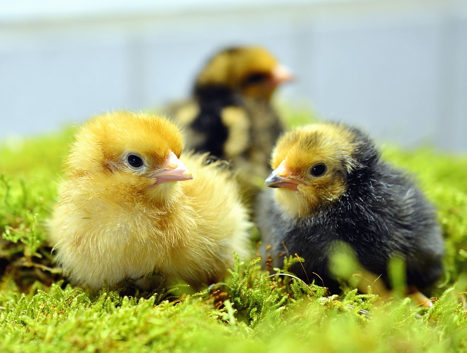 Animal animals birds
