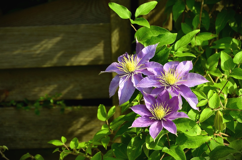 Flower flower garden flowering
