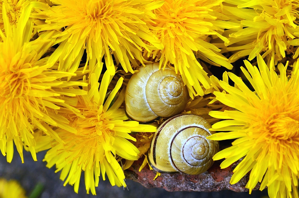 Dandelion decoration flower