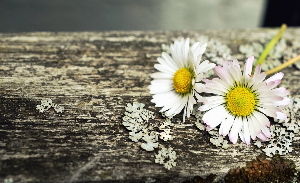 Beautiful Photo daisy flower
