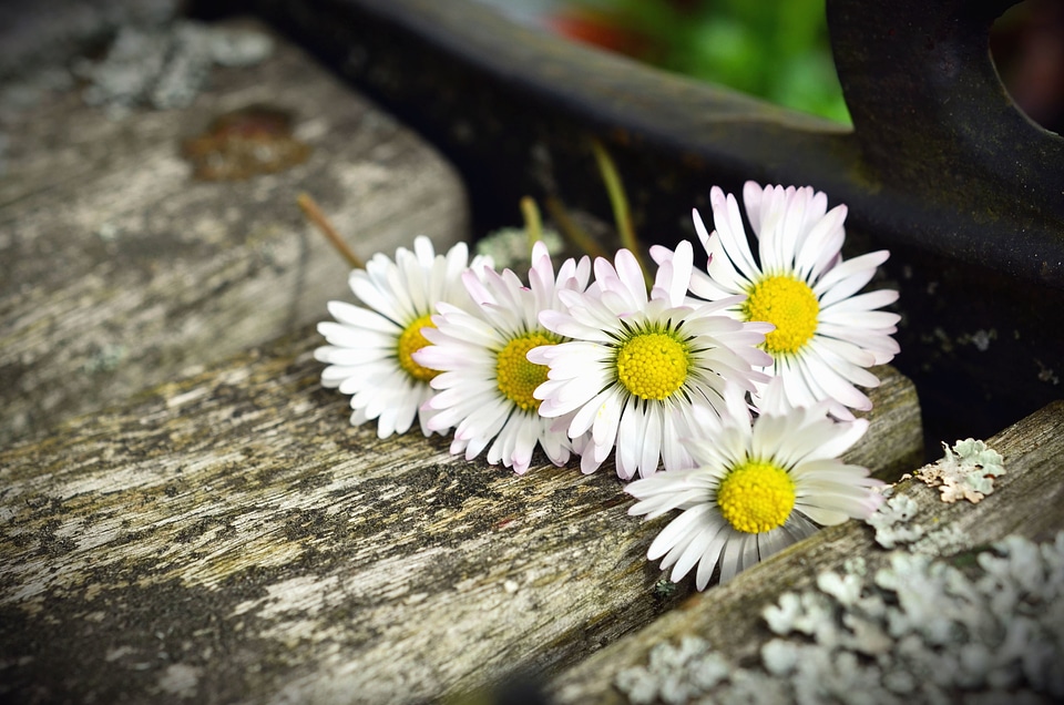 Daisy decoration flower