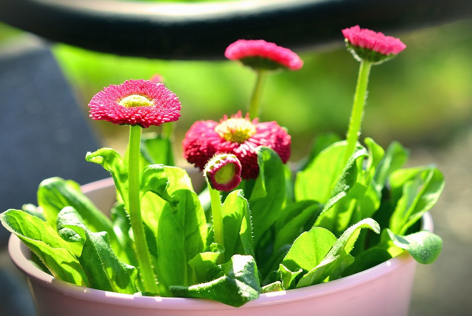 Flower flowering petal
