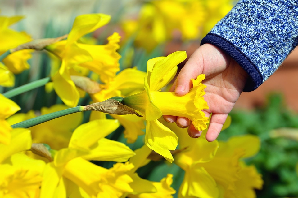 Beautiful Flowers child daffodil