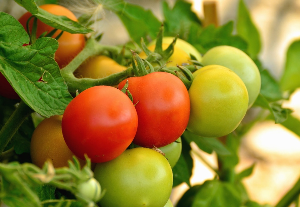 Agriculture beautiful photo garden