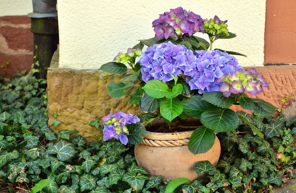 Beautiful Flowers flower flower garden