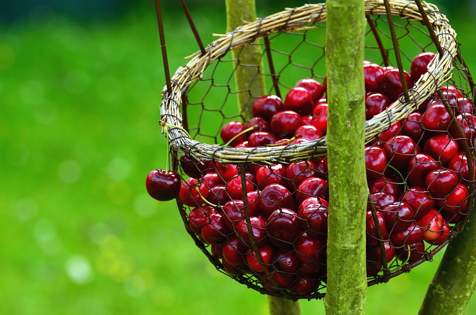 Basket beautiful photo cherry