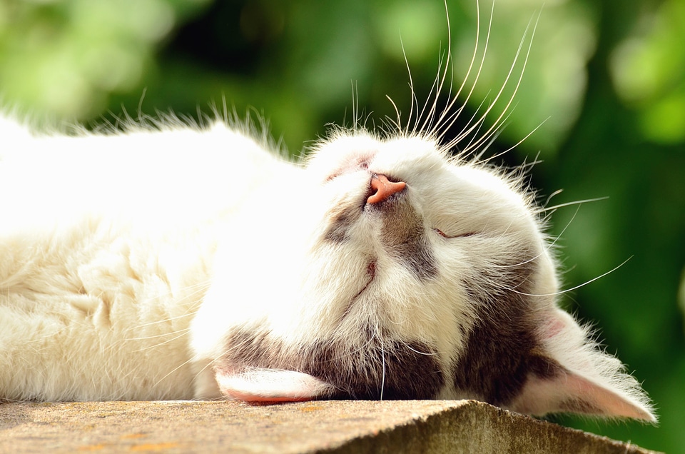 Animal cat domestic cat