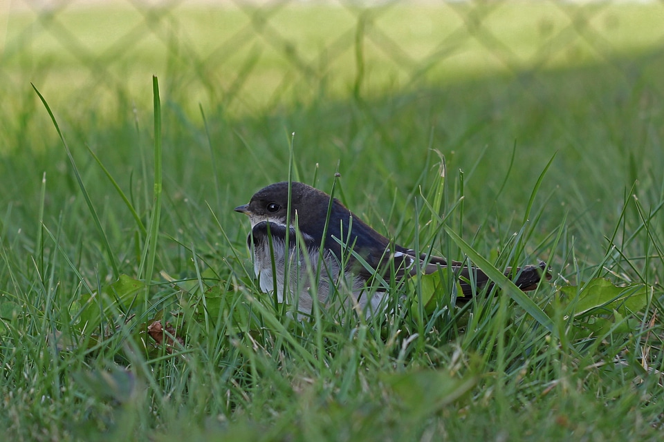Young swallow animal bird
