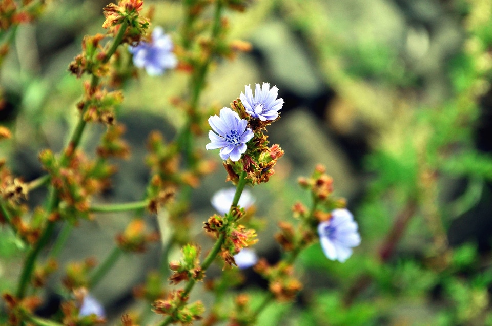 Beautiful Flowers bloom blossom