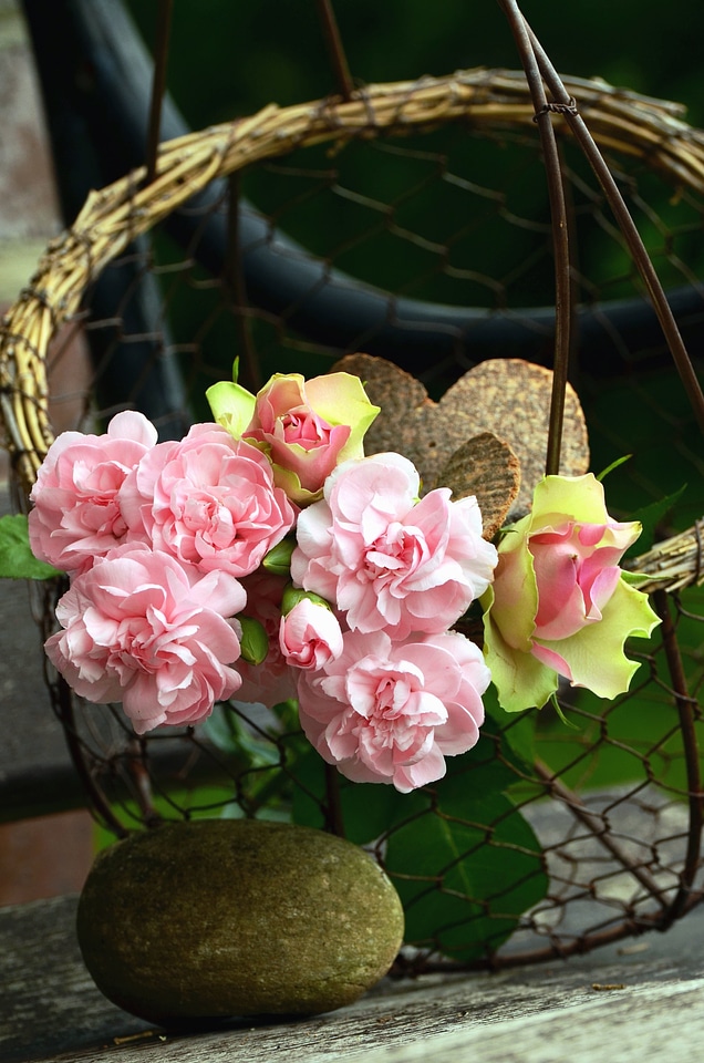 Basket flower flowering
