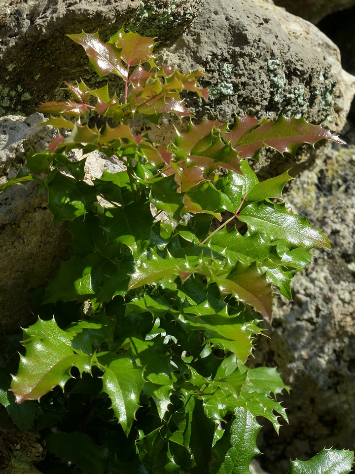 Red prickly spiny