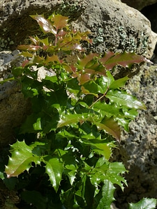 Red prickly spiny photo