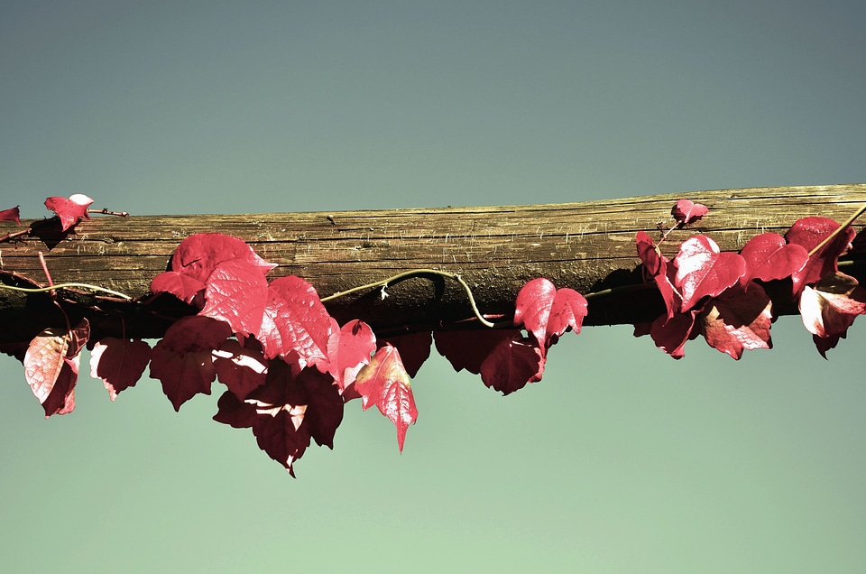Autumn autumn season leaves
