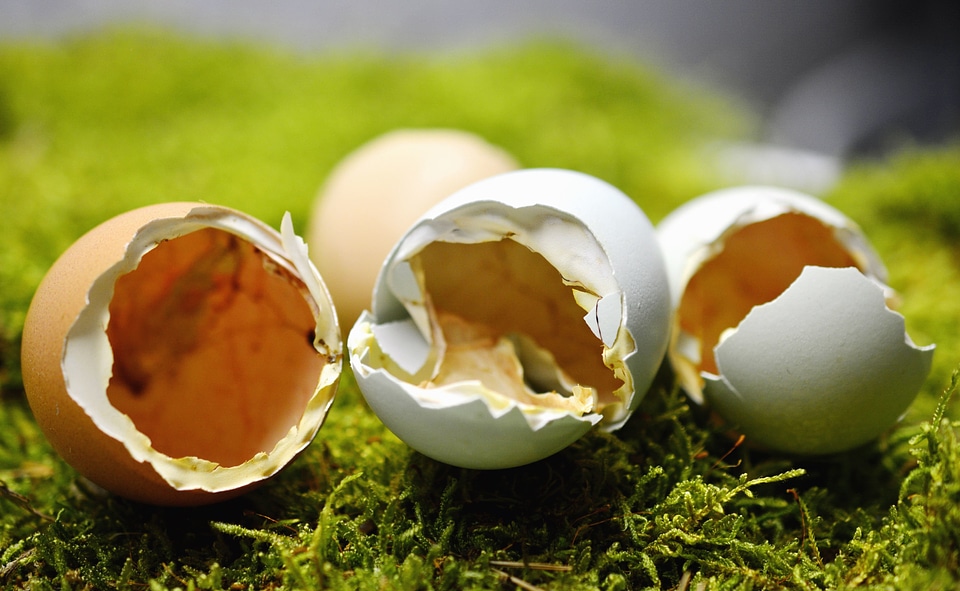 Animals chicken egg