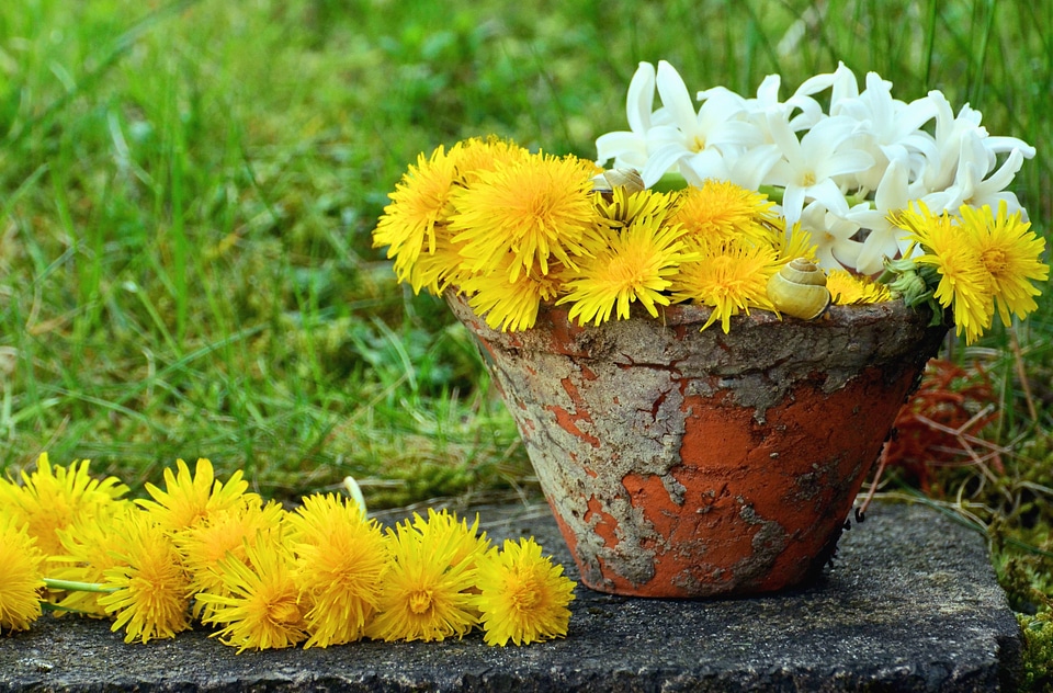 Beautiful Photo dandelion flower