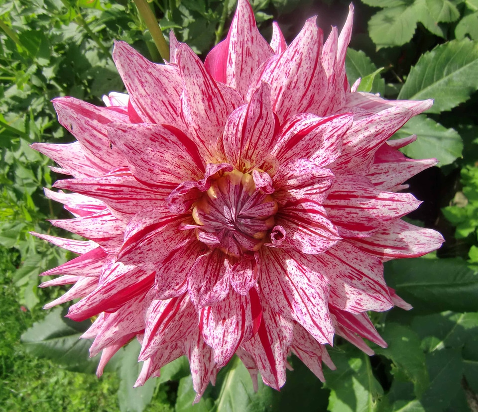 Flower pink garden