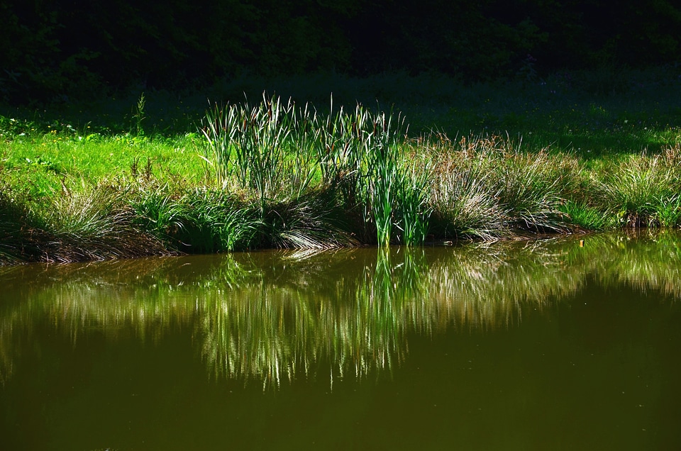 Coast grass lake