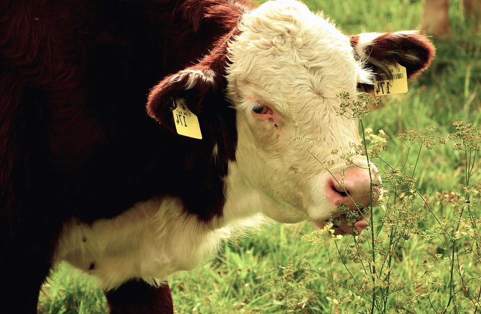 Animal cattle grazing
