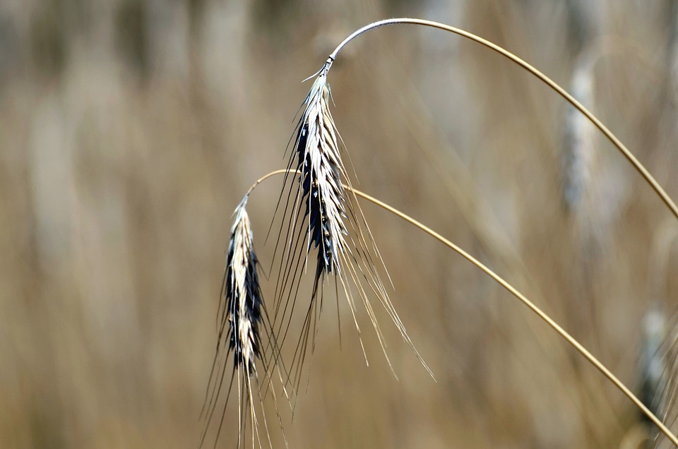 Agriculture beautiful photo cereal